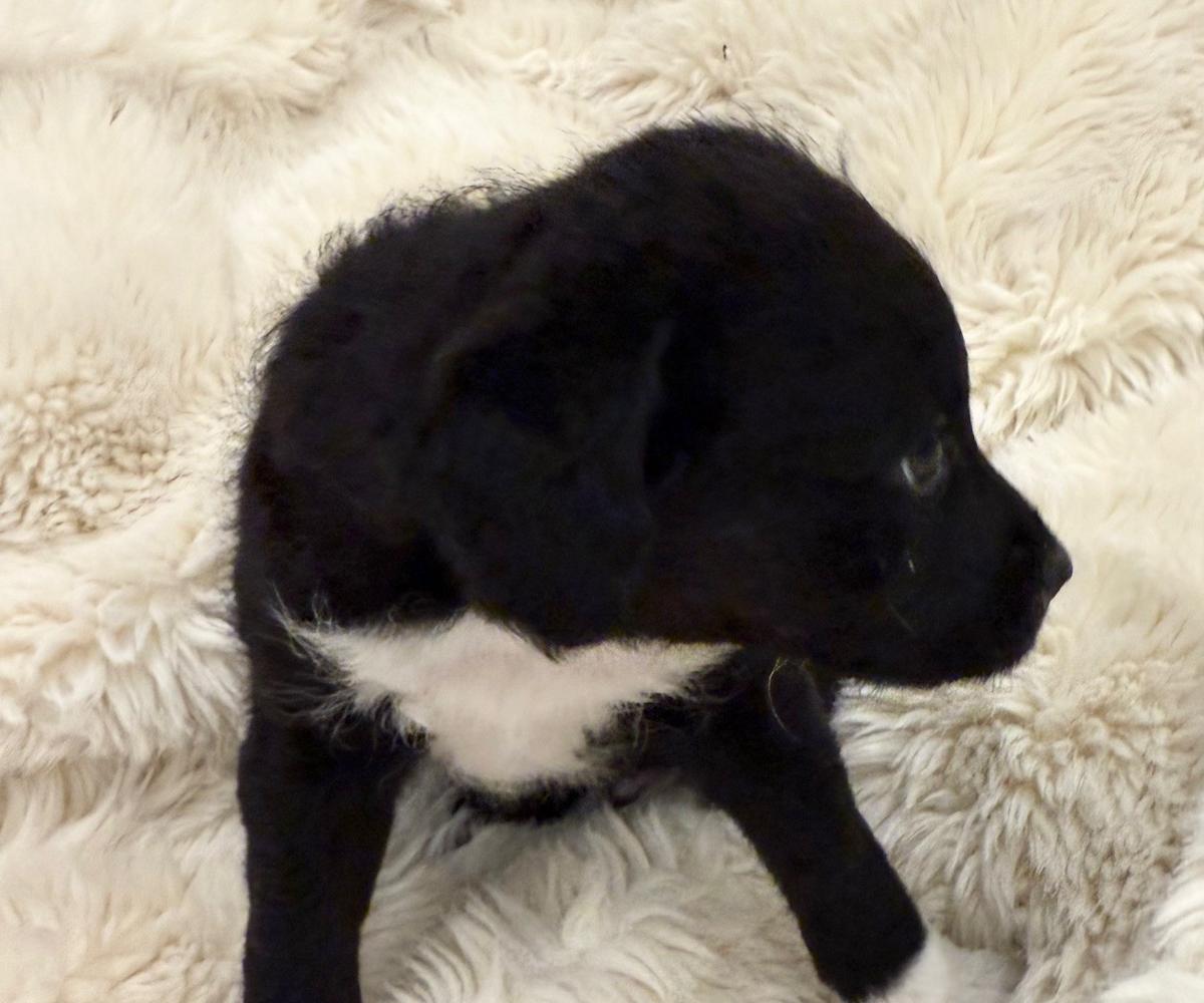 Oreo2 - PM26269 Oreo2 - PM26269