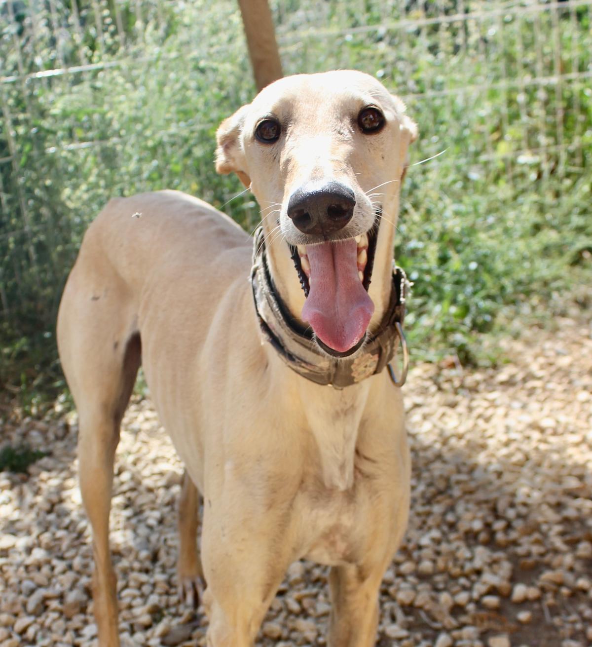 Apolo - AM2448FC Apolo - AM2448FC