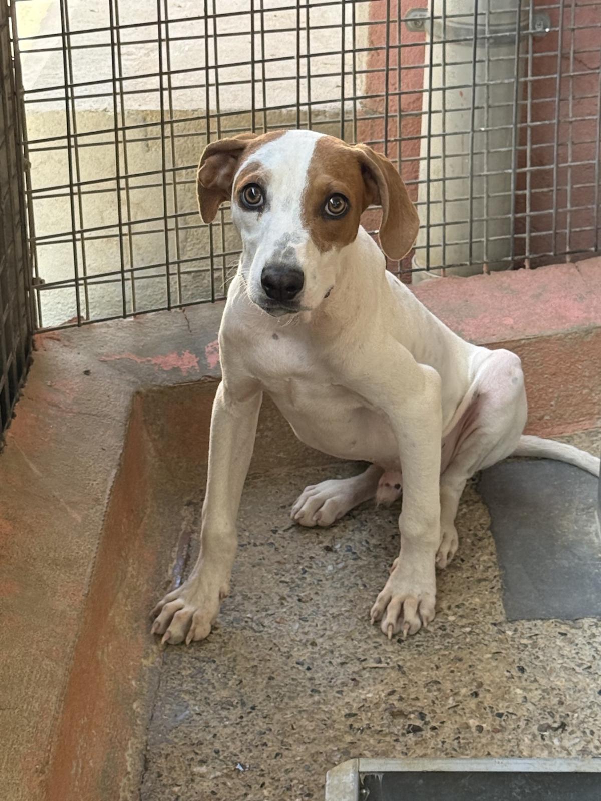 Sausage - PM25181 Sausage - PM25181