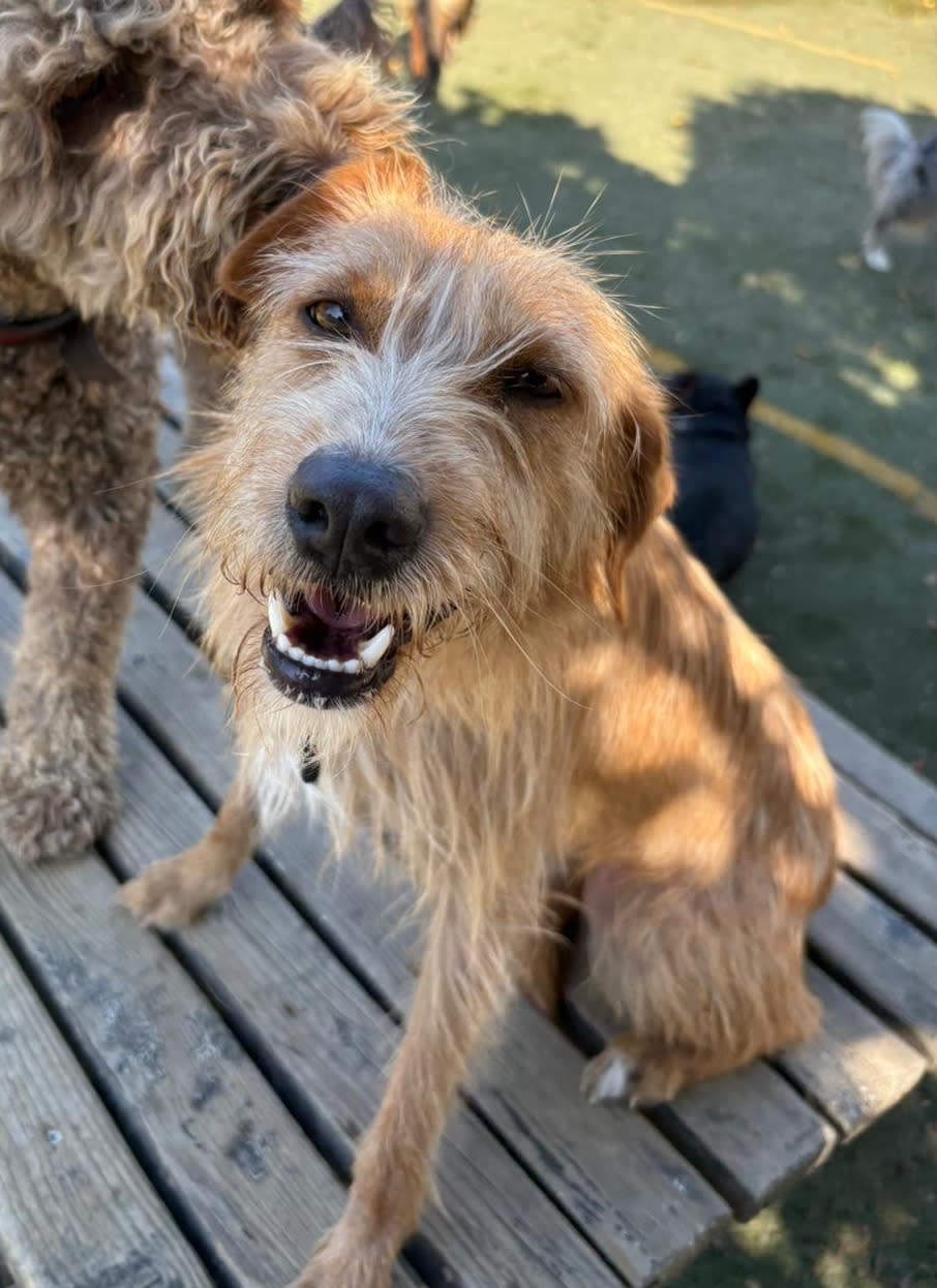 Koos - YM25199 Koos - YM25199