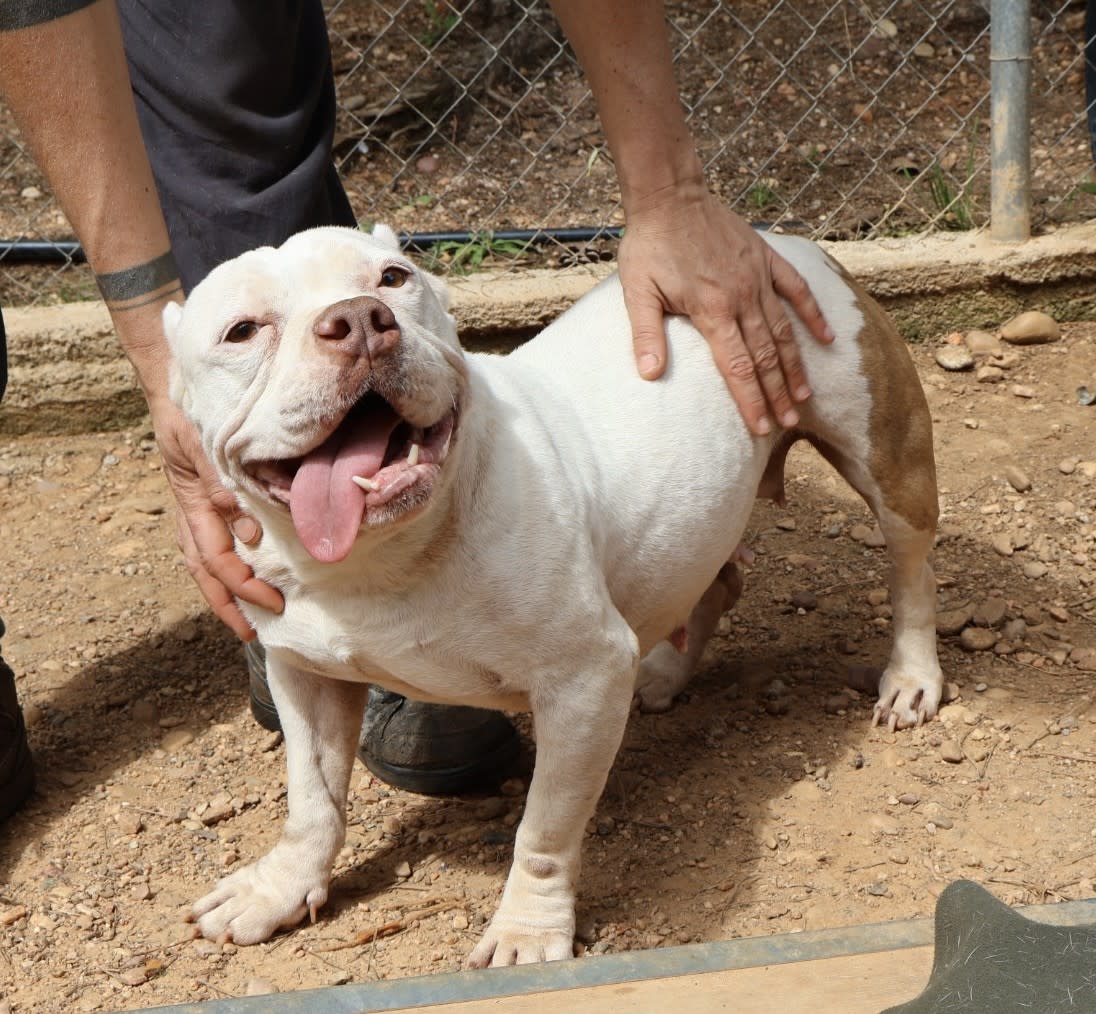 Linda - AF25158 Linda - AF25158