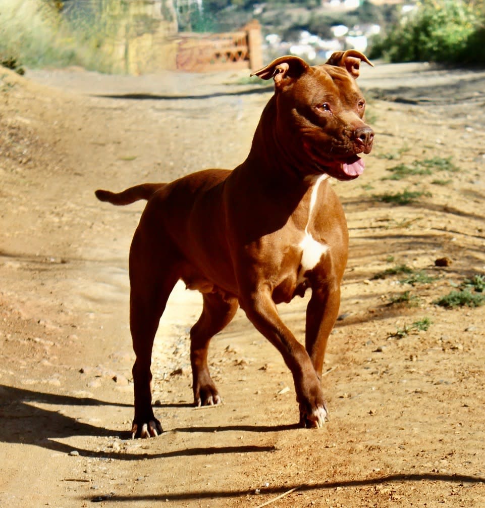 Ruby Red - AF2411SS Ruby Red - AF2411SS