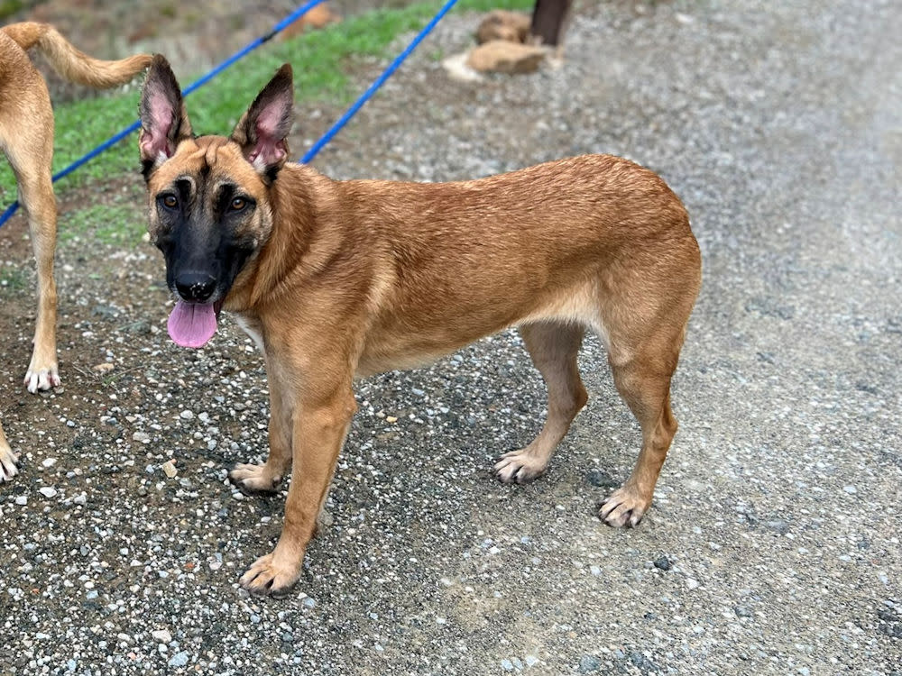 Ginger - AM26253AD Ginger - AM26253AD