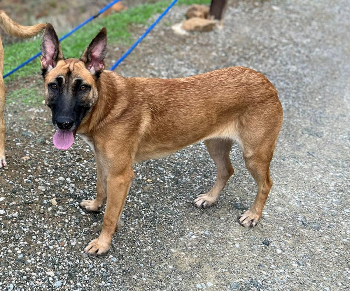 Ginger - AM26253AD Ginger - AM26253AD