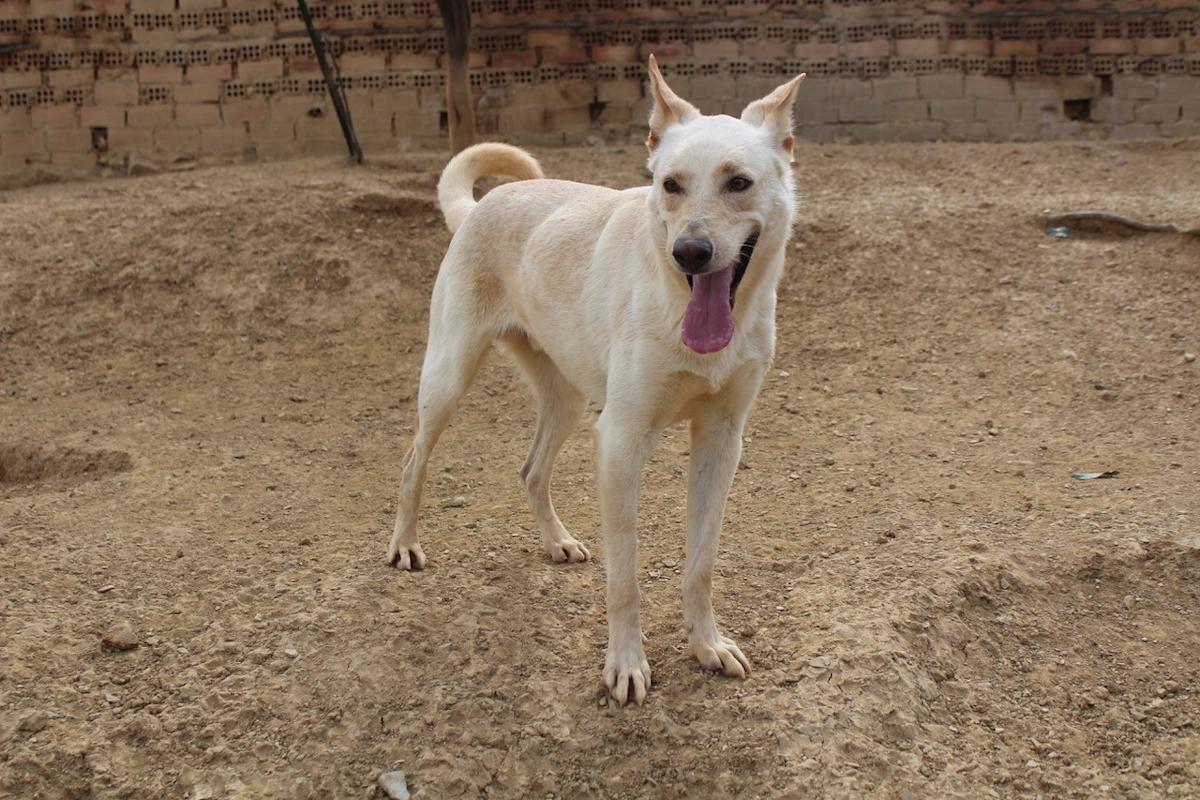 Cooper - AM2430PL Cooper - AM2430PL