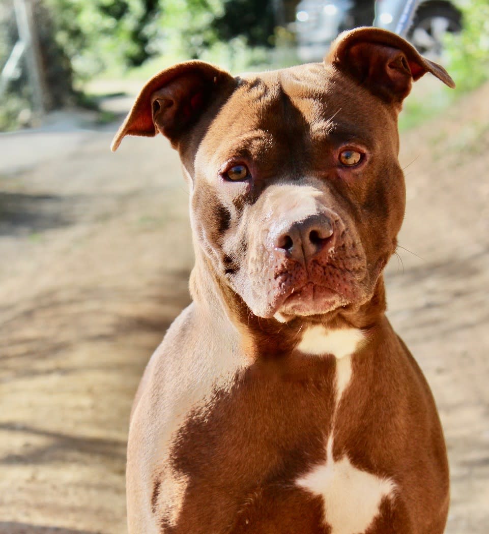 Ruby Red - AF2411SS Ruby Red - AF2411SS