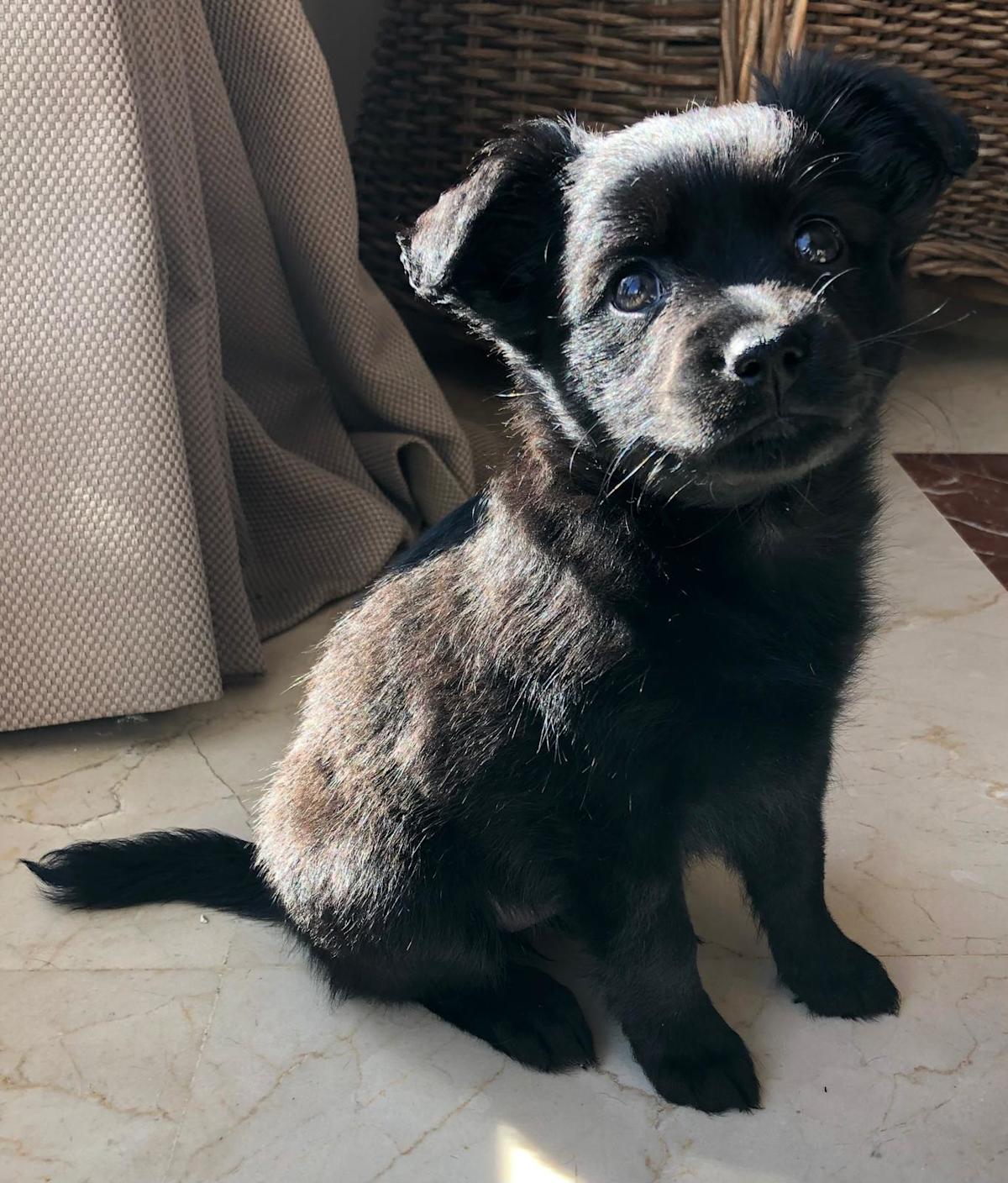 KitKat - PF244A KitKat - PF244A