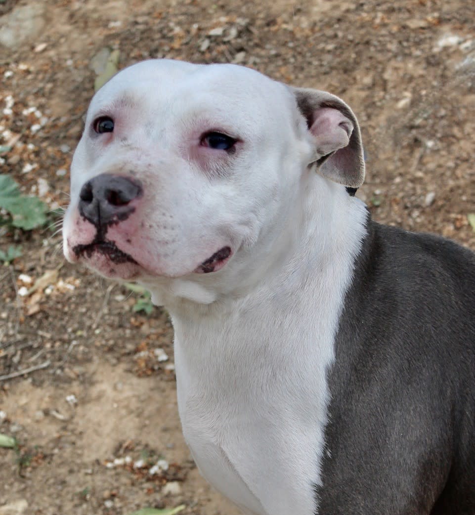 Perla - AF2414SS Perla - AF2414SS