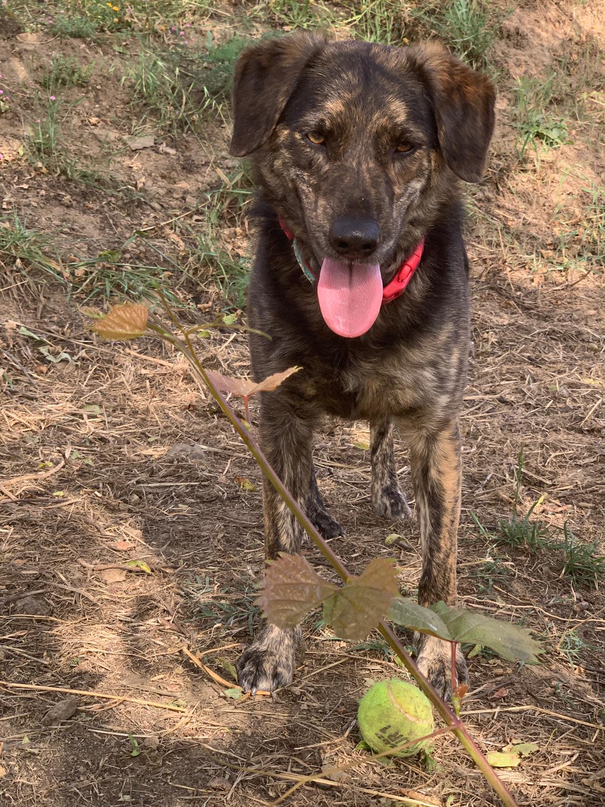 Pipo  - YM2446FC Pipo  - YM2446FC