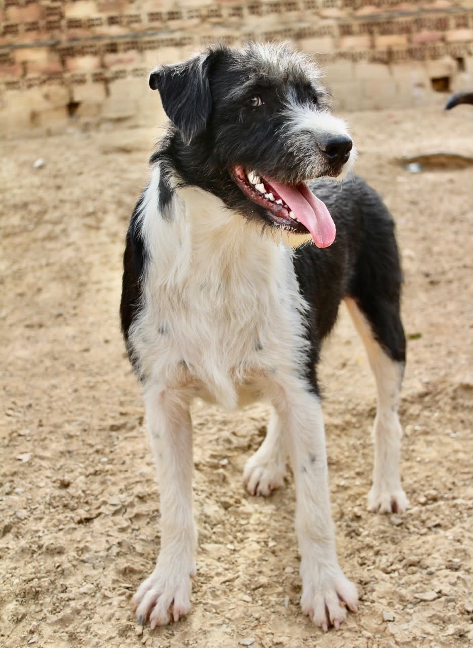 Oliver - YM2472PL Oliver - YM2472PL