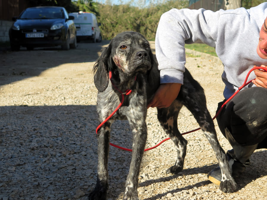 Berenguela - AF25231LB Berenguela - AF25231LB