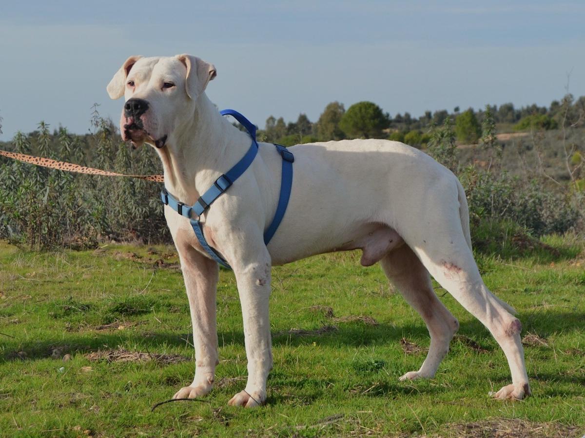 Draco - AM26340 Draco - AM26340