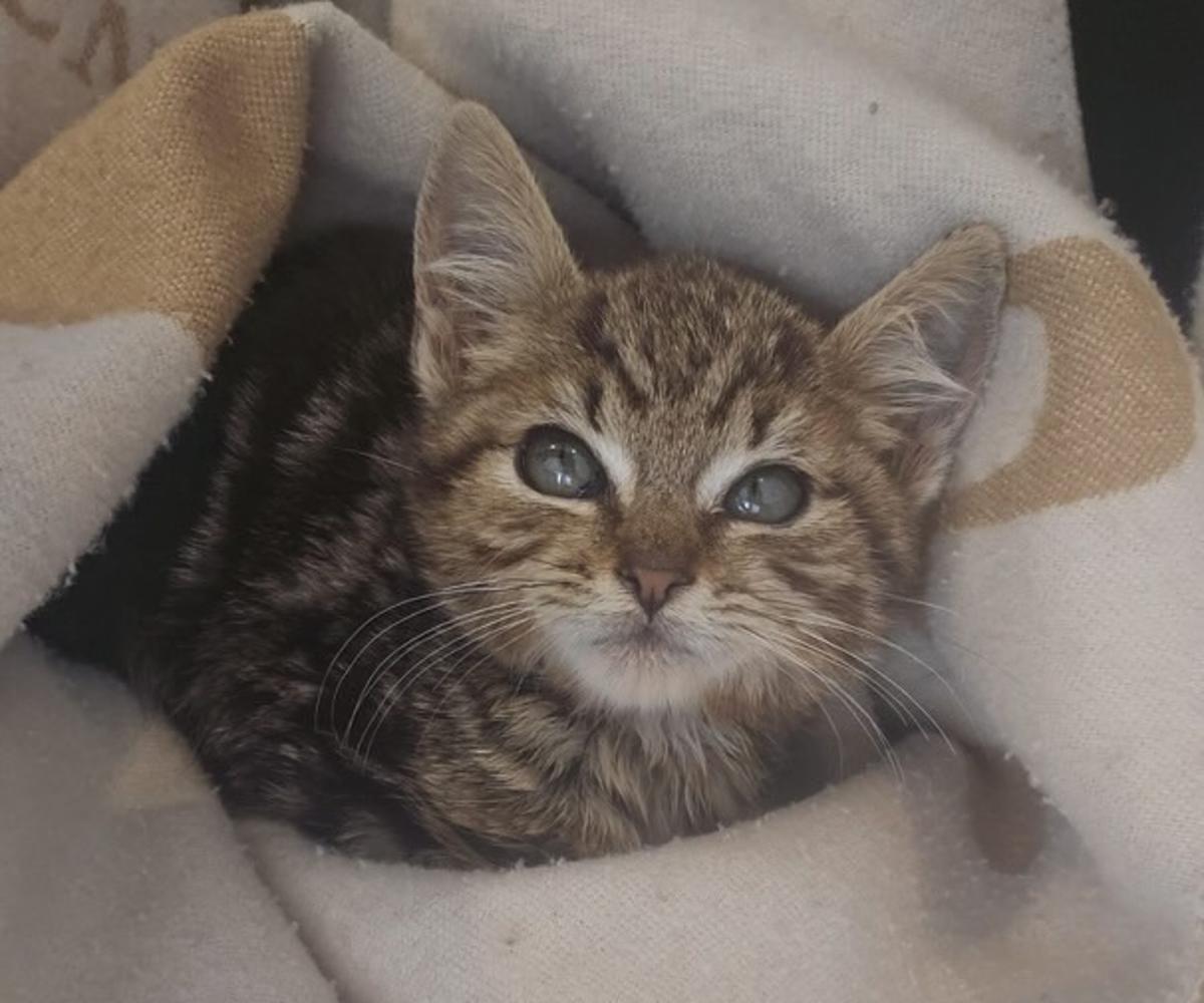 Potato - K25229 Potato - K25229