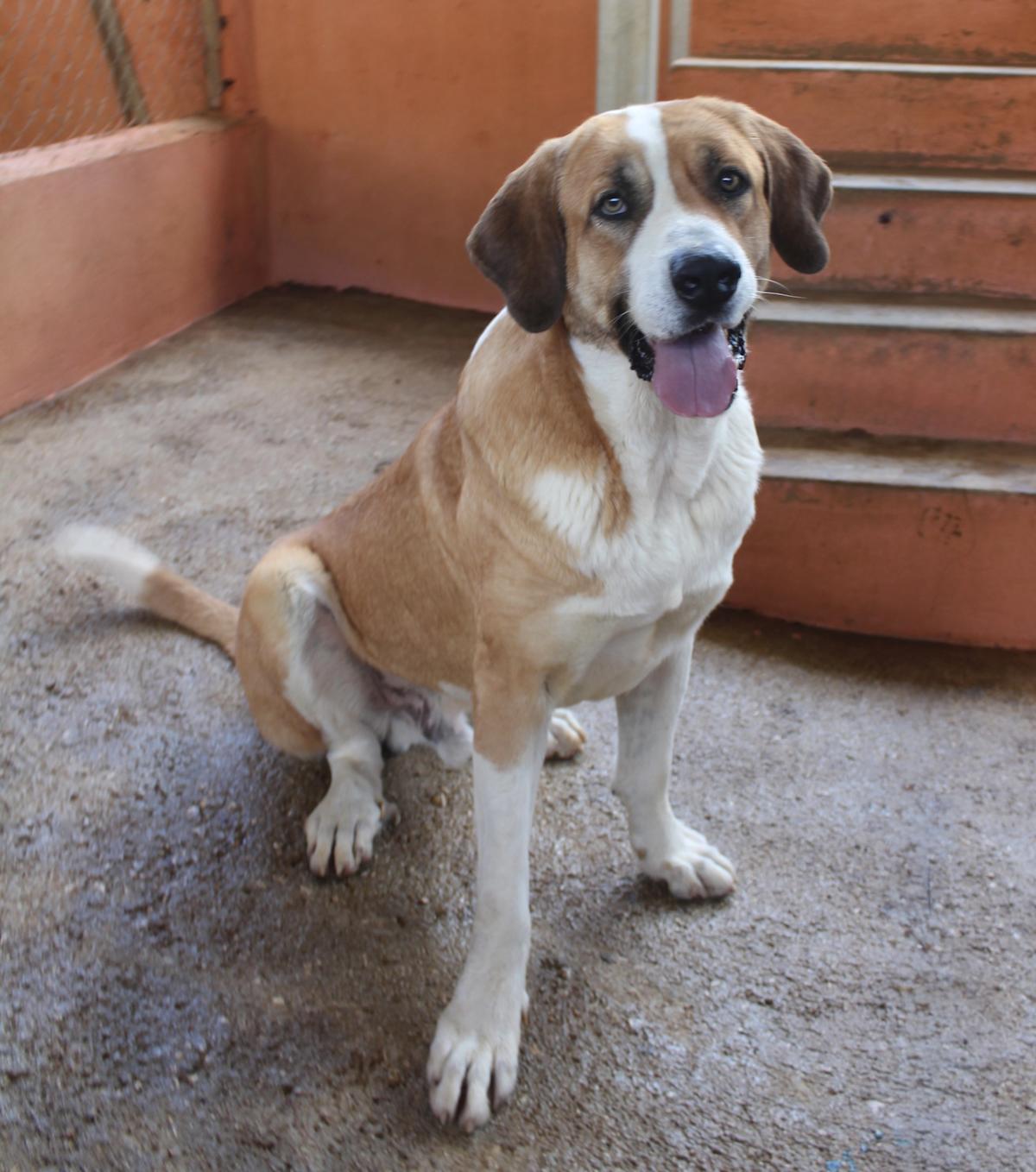 Abraham - AM25152AD Abraham - AM25152AD