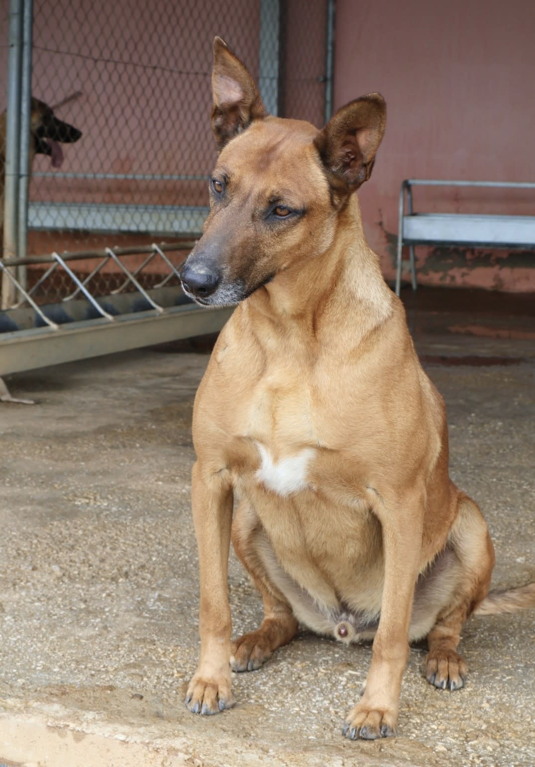 Ranger AD - AM25169AD Ranger AD - AM25169AD