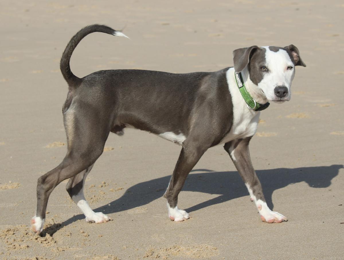 Winston - PM25118 Winston - PM25118