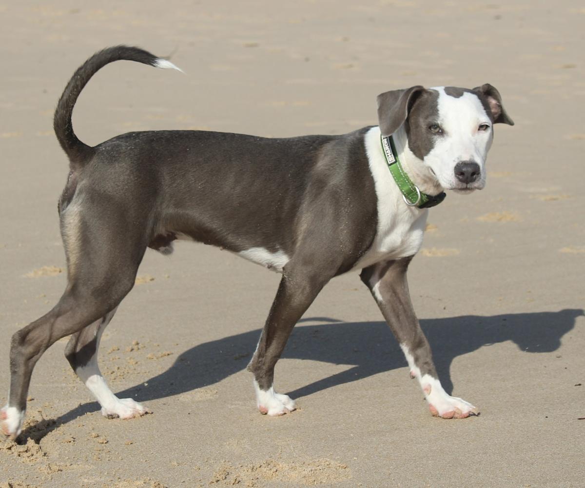 Winston - PM25118 Winston - PM25118
