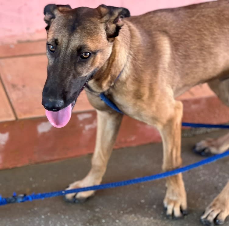 Kipper - AM26255AD Kipper - AM26255AD