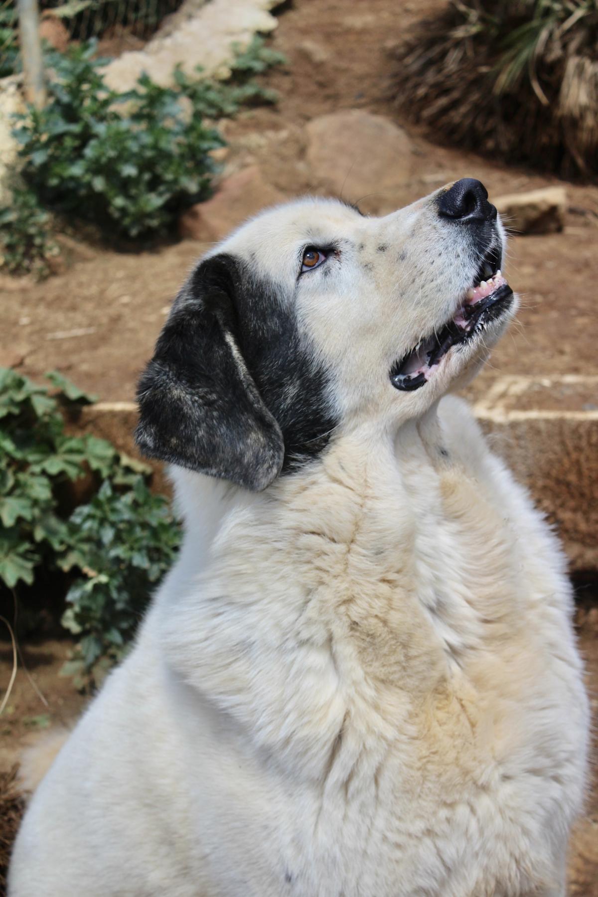 Sunny - AF25162AD Sunny - AF25162AD