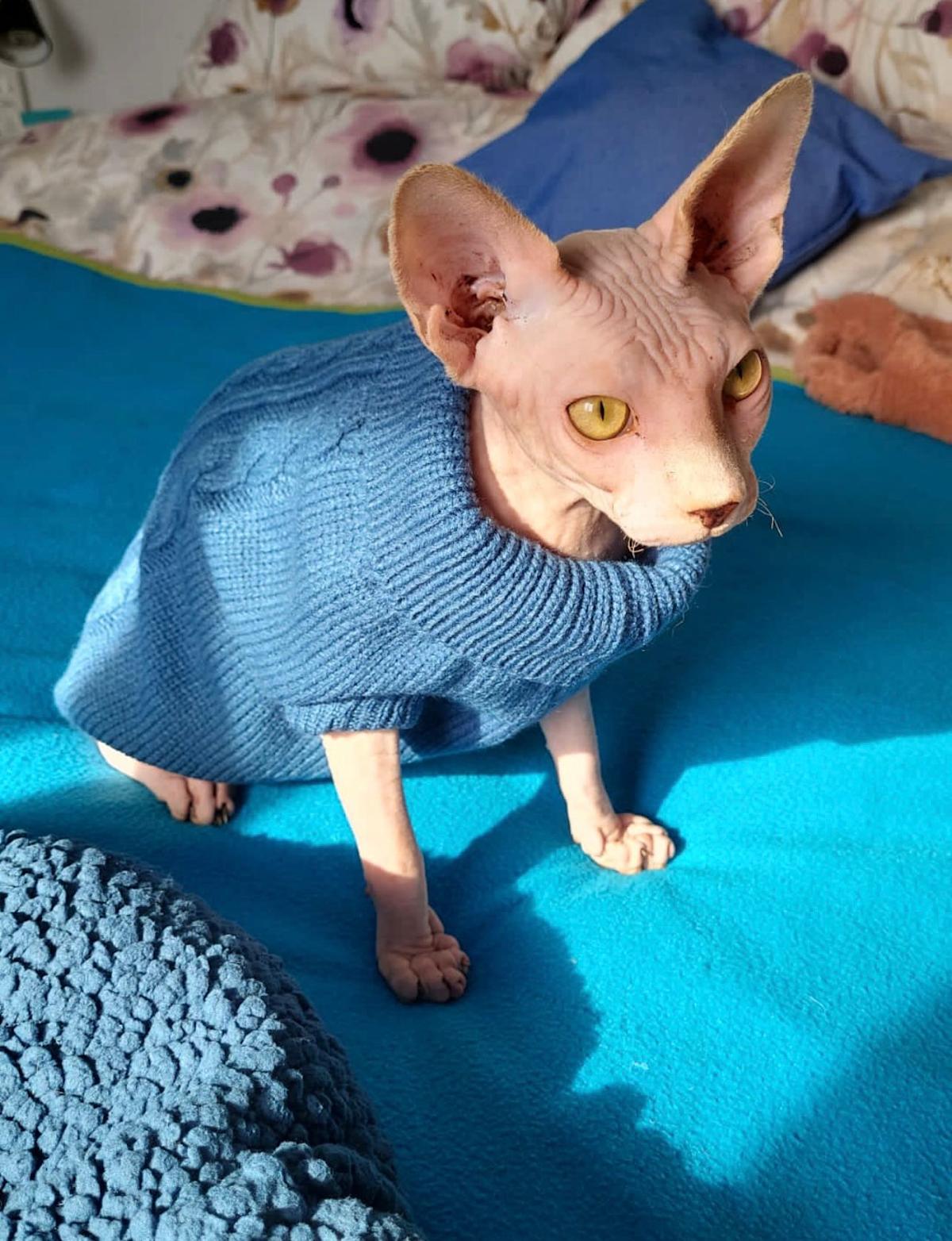 Loki - YM2460 Loki - YM2460