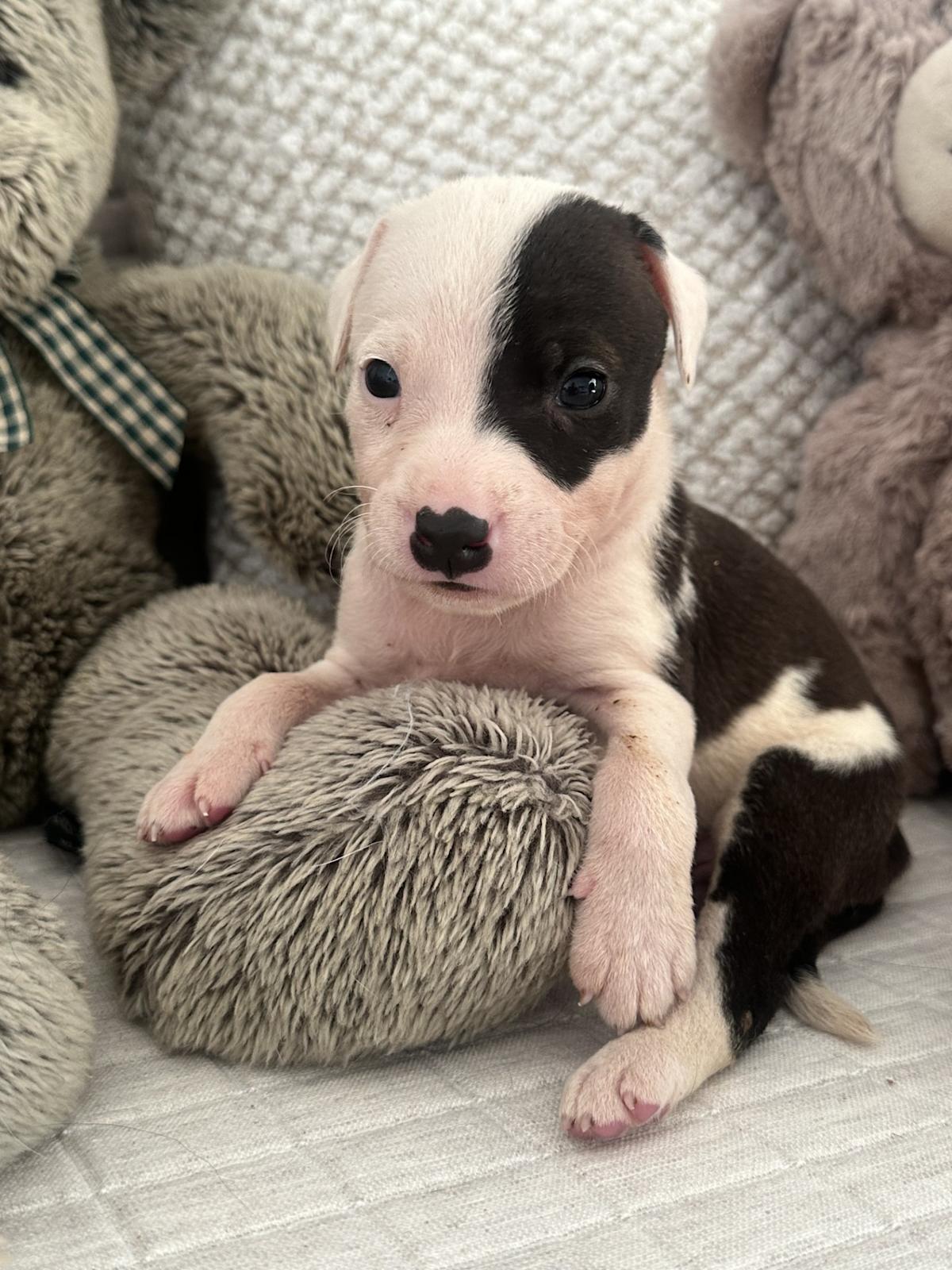 Zuzu - PM25119 Zuzu - PM25119