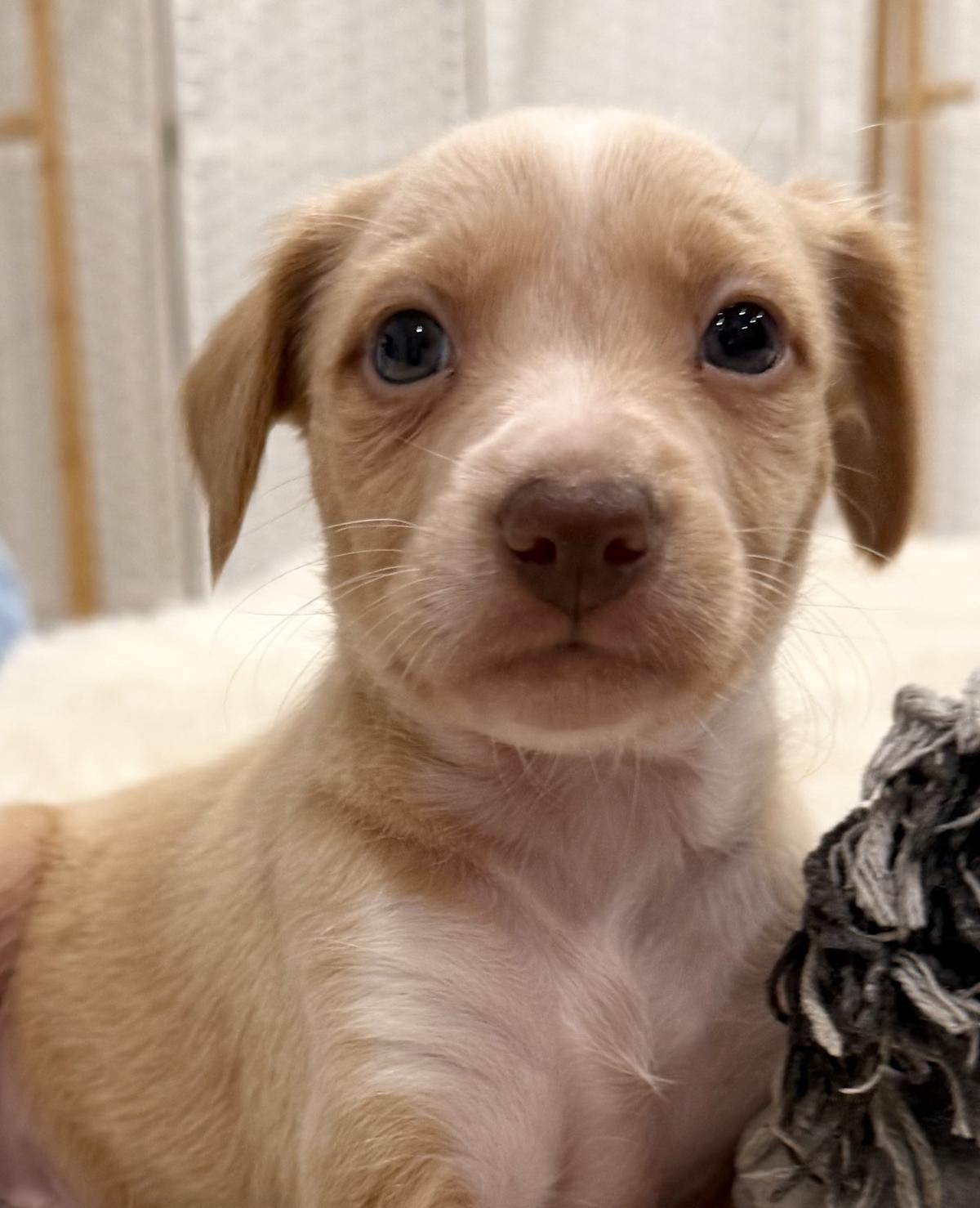 Alfie - PM26244TA Alfie - PM26244TA