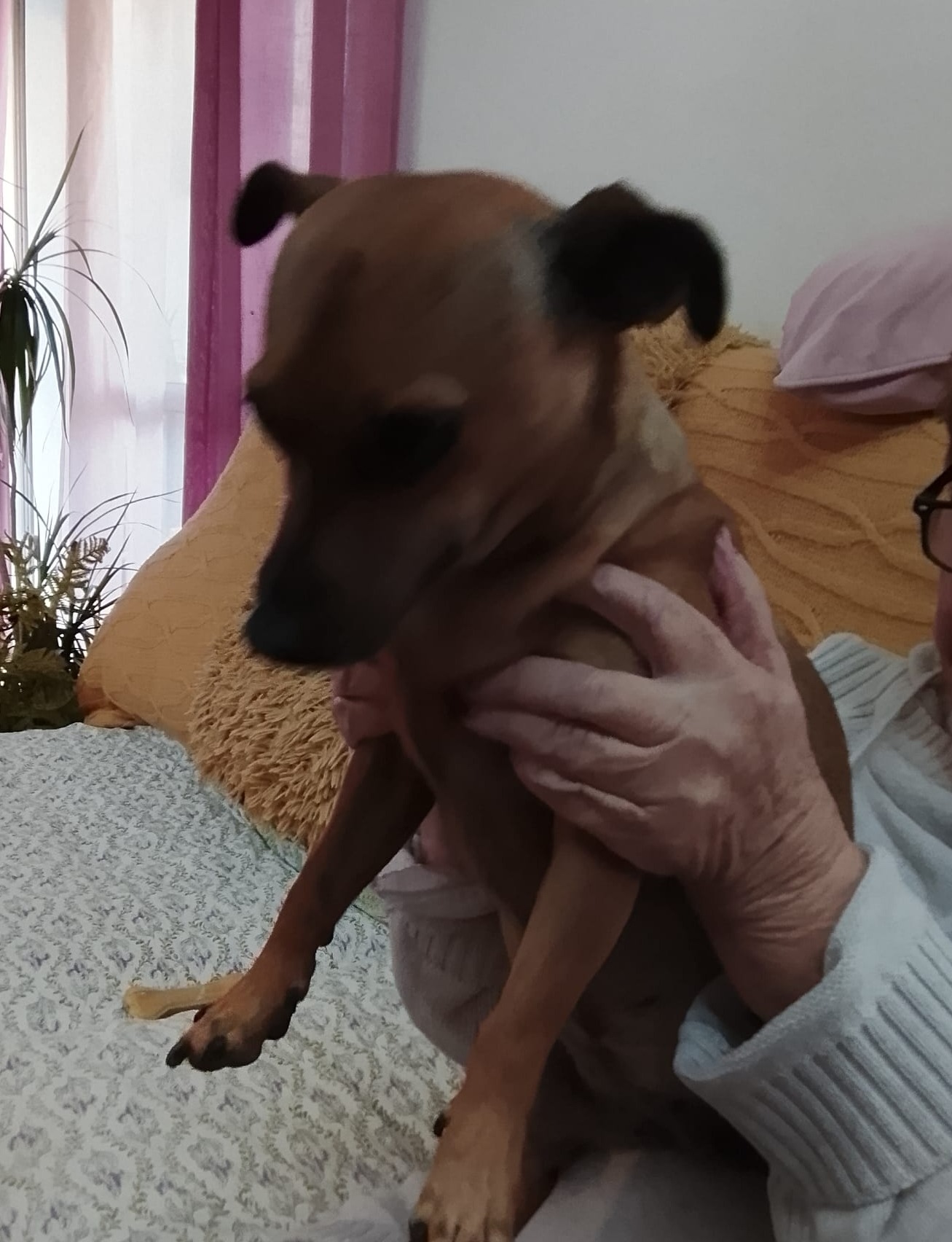 Milly and Pixie - AF26247