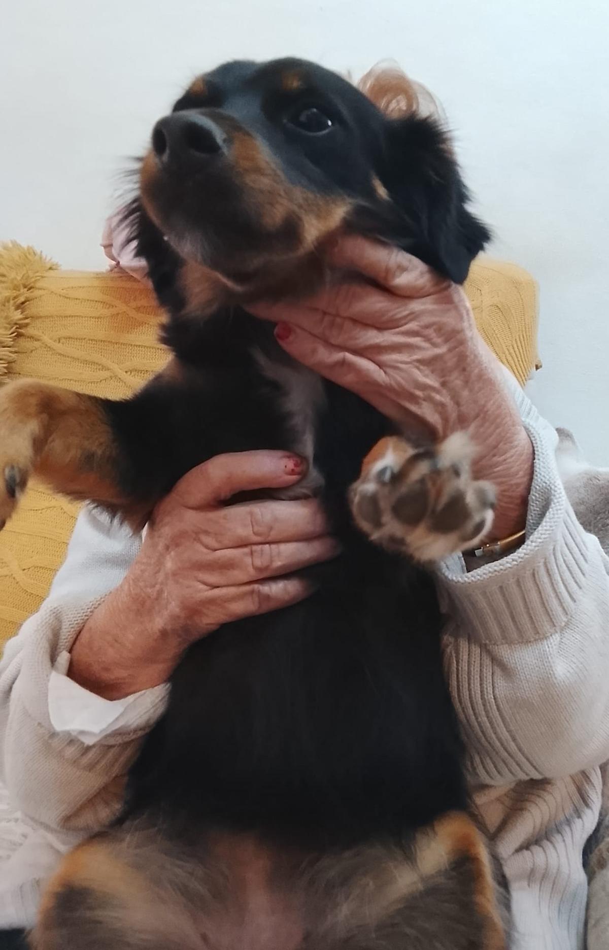 Milly and Pixie - AF26247 Milly and Pixie - AF26247