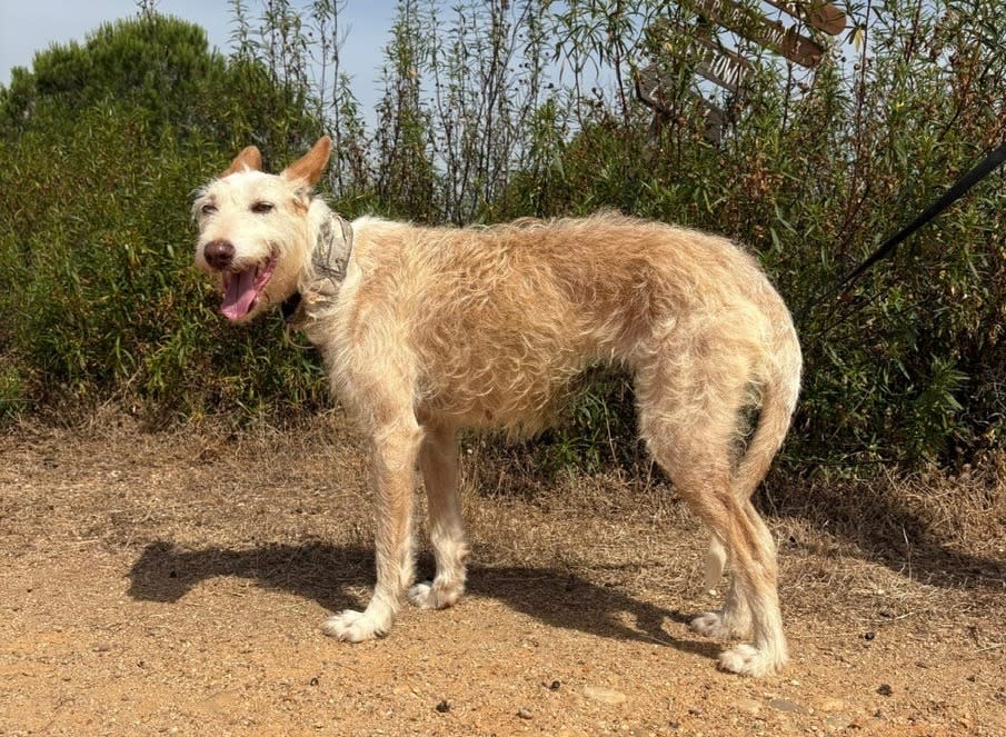 Ria - AF25207 Ria - AF25207