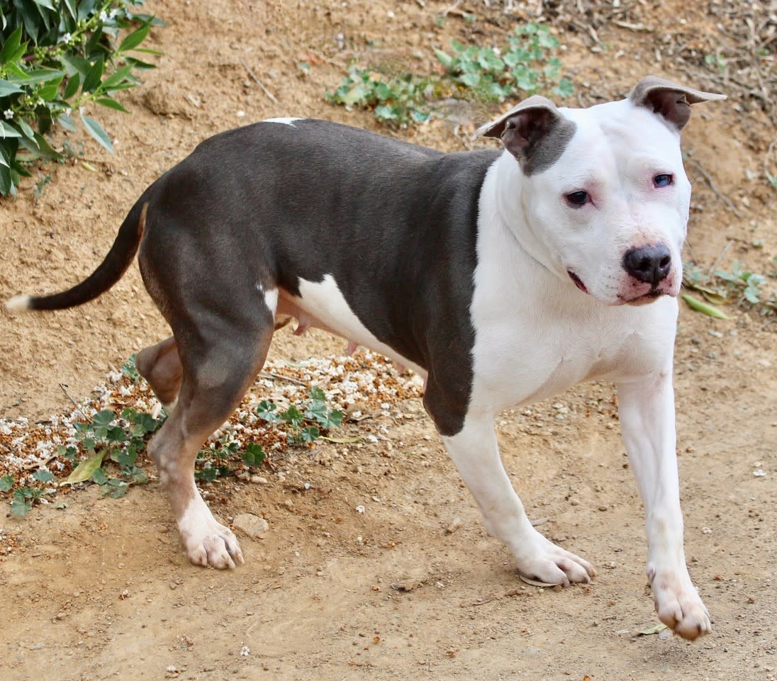 Perla - AF2414SS Perla - AF2414SS