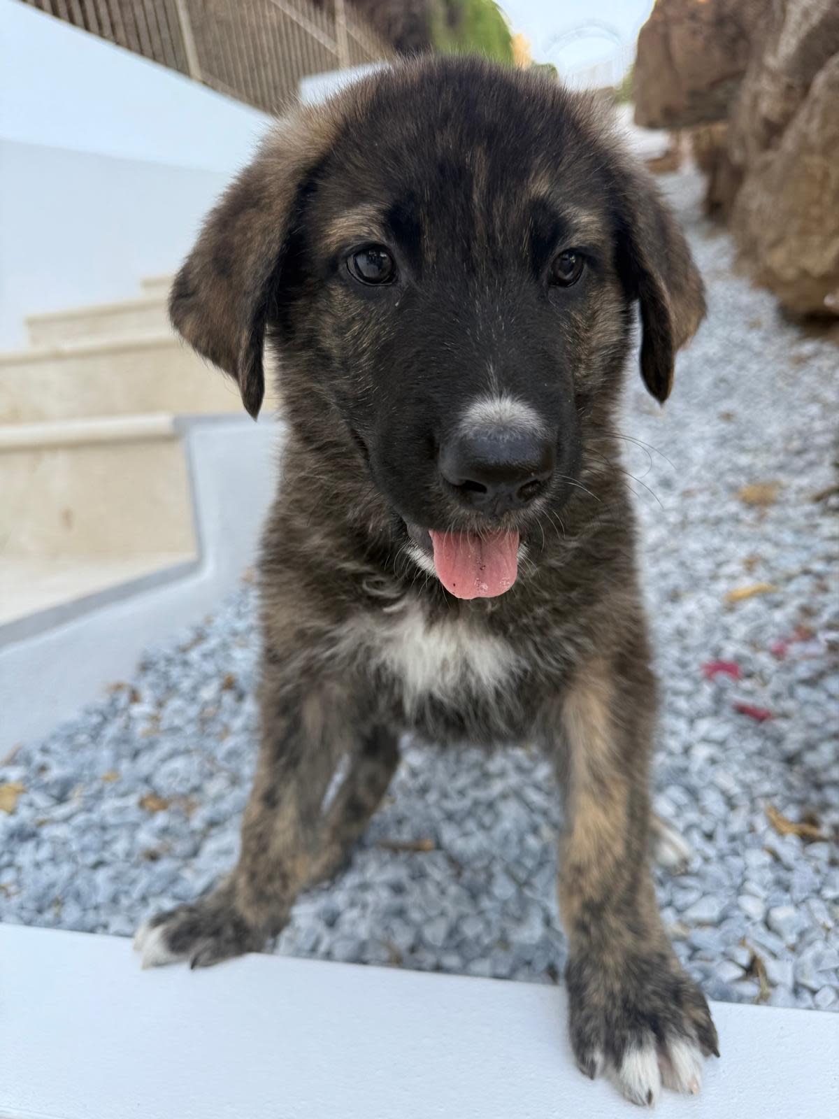 Benedict - PM26324 Benedict - PM26324
