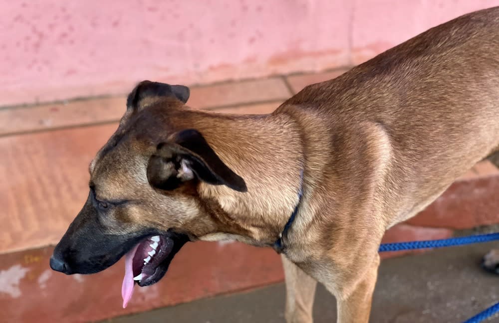 Kipper - AM26255AD Kipper - AM26255AD