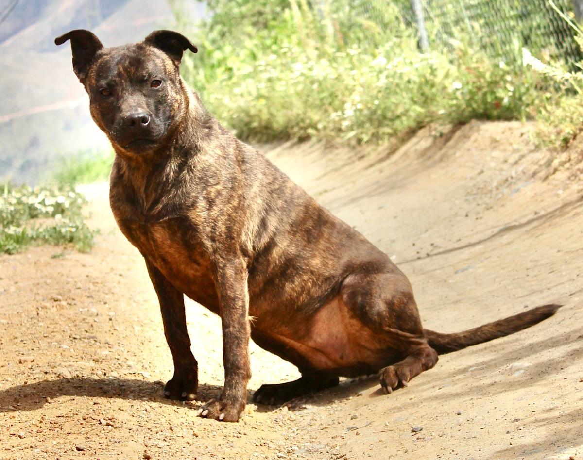 Carrie - AF2439SS Carrie - AF2439SS