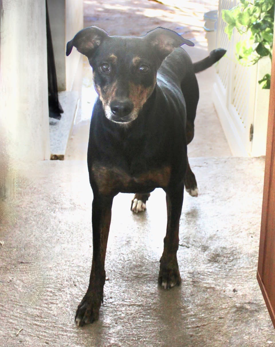 Lady - AF25217ML Lady - AF25217ML