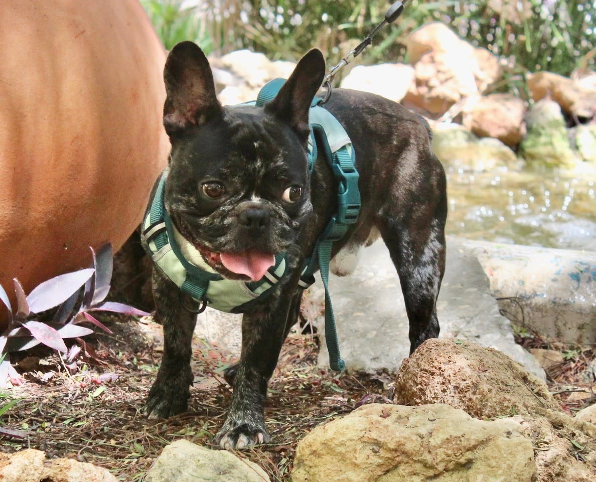 Vinnie  - YM2479 Vinnie  - YM2479