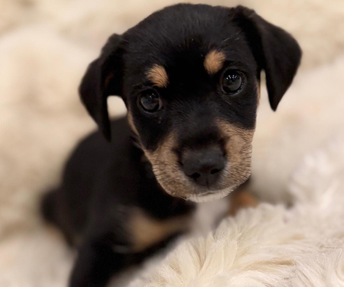 Ted - PM26271 Ted - PM26271