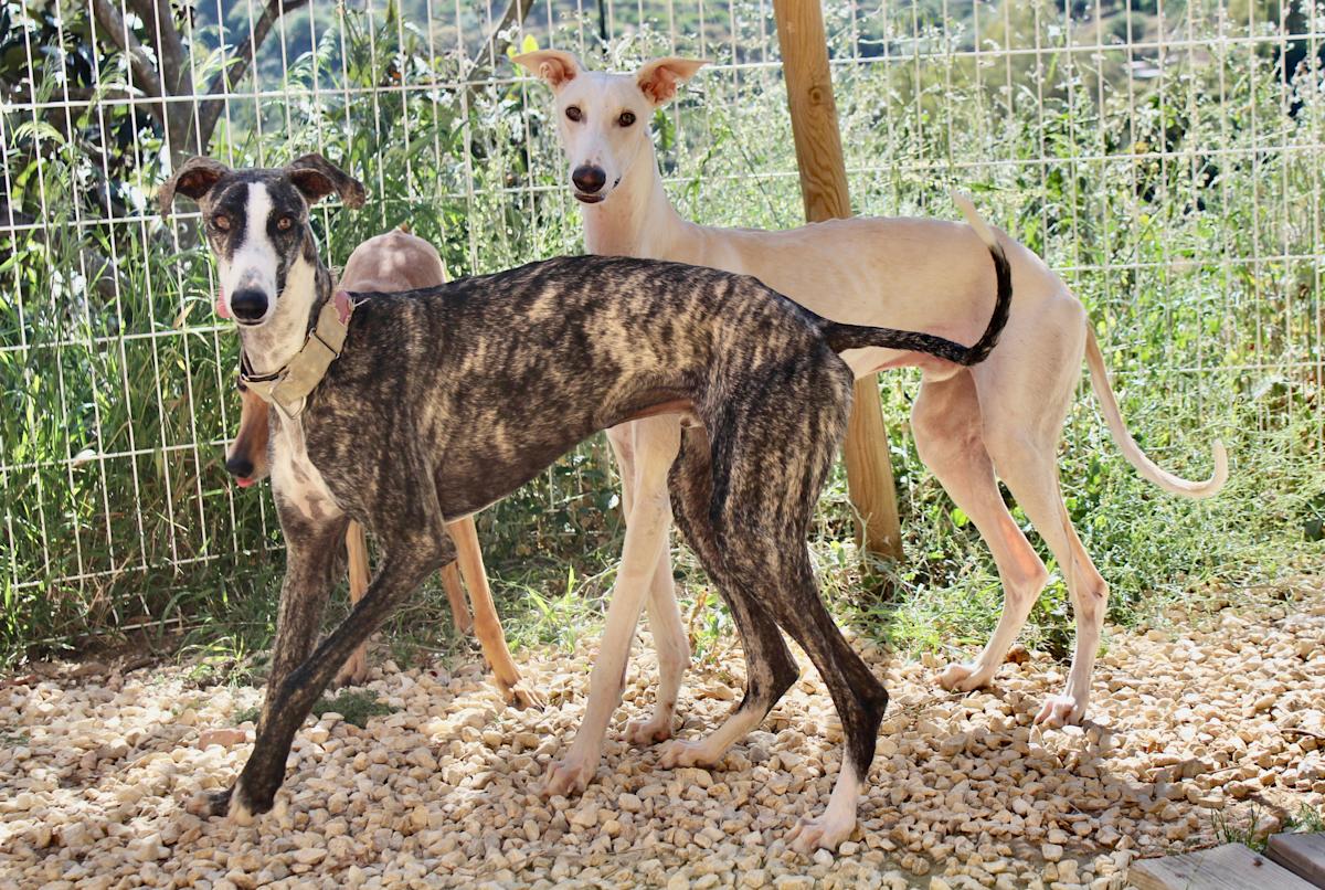 Remo - YM2444FC Remo - YM2444FC