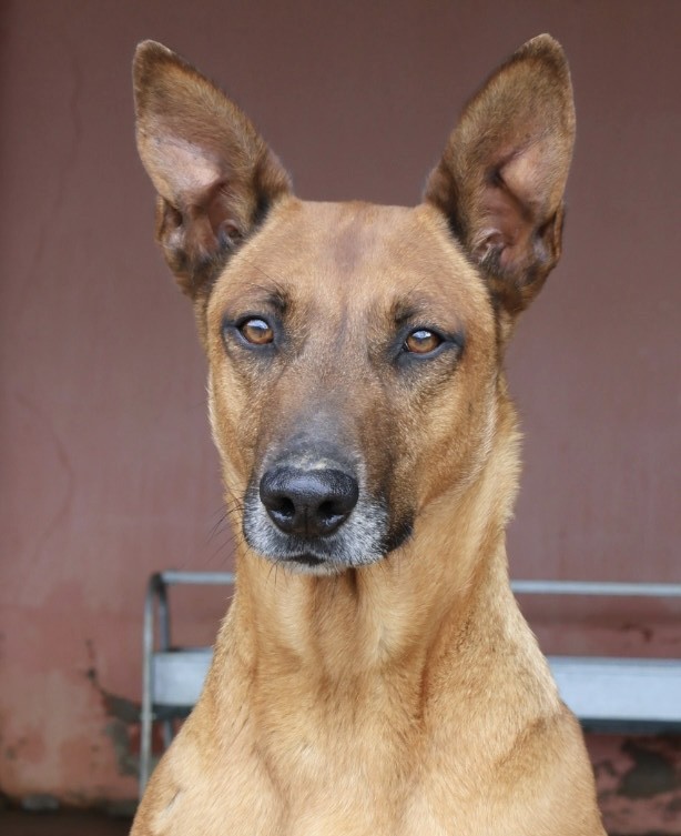 Ranger AD - AM25169AD