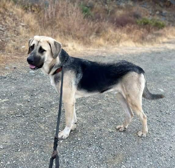 Nolan - YM26257AD Nolan - YM26257AD