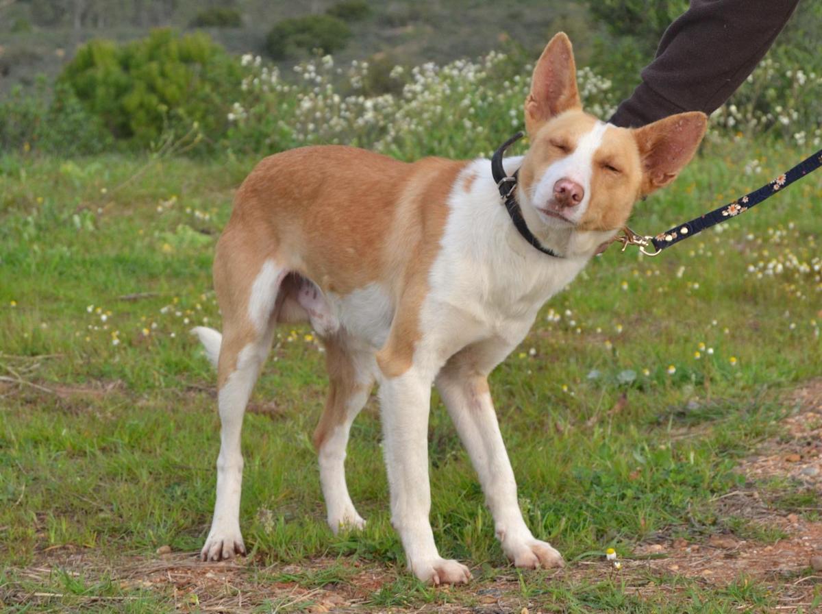 Rufus - AM25117 Rufus - AM25117