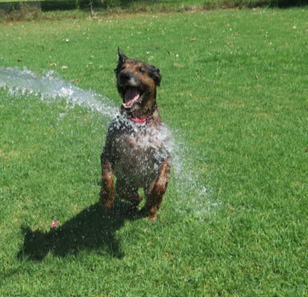 Duque - AM25240LB Duque - AM25240LB