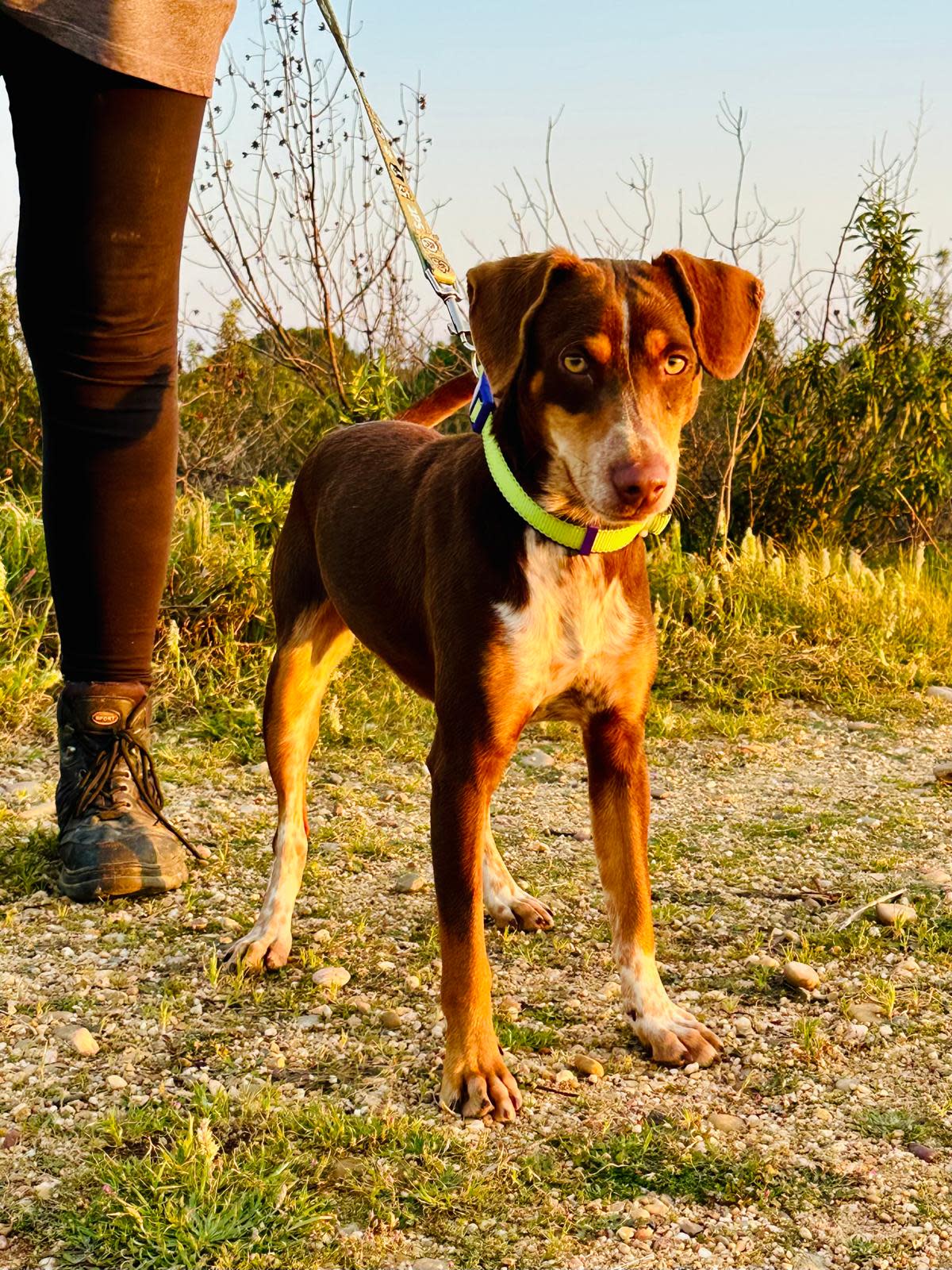 Honey - YM26275LC Honey - YM26275LC