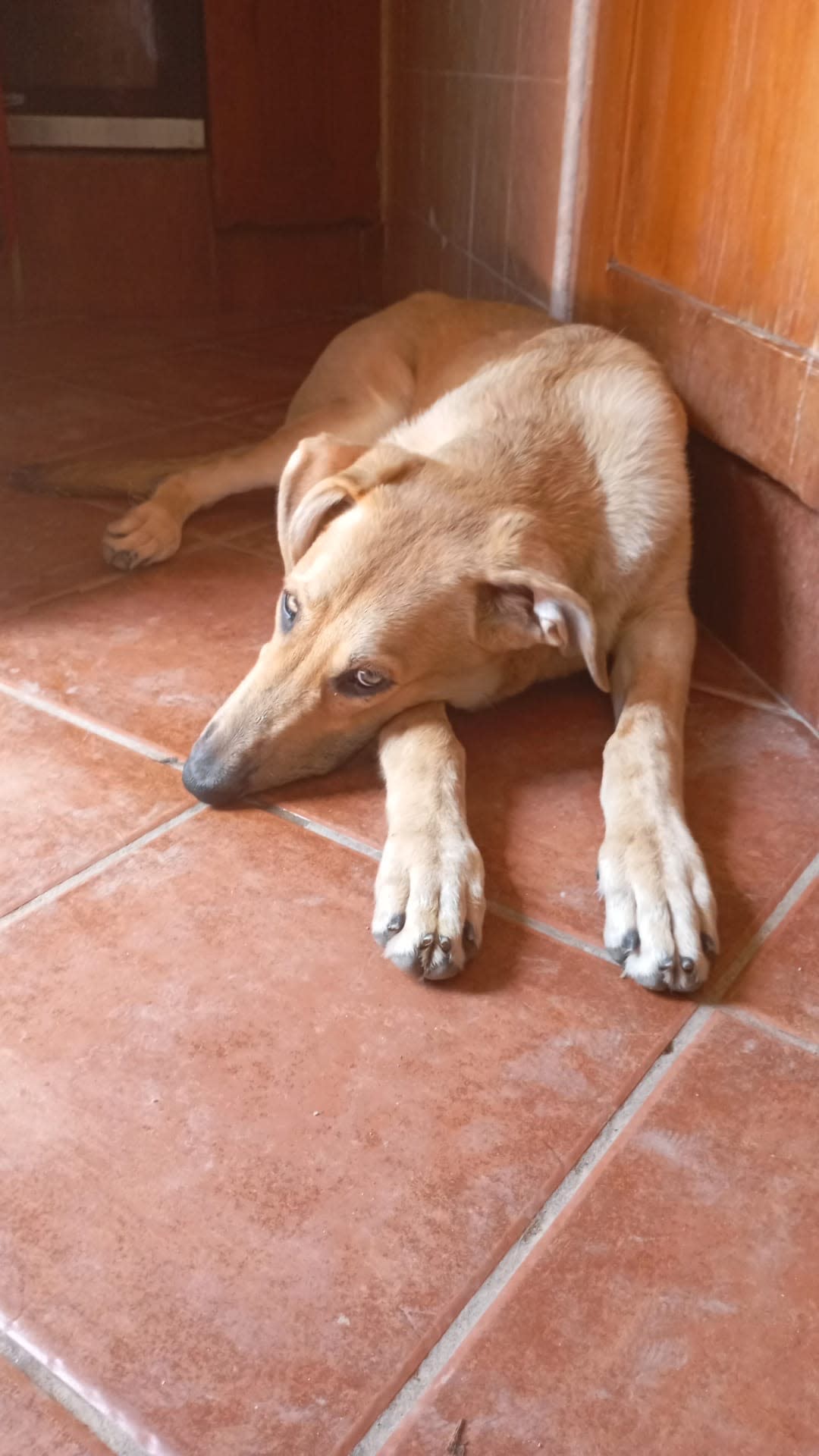 Skye - YF2480 Skye - YF2480