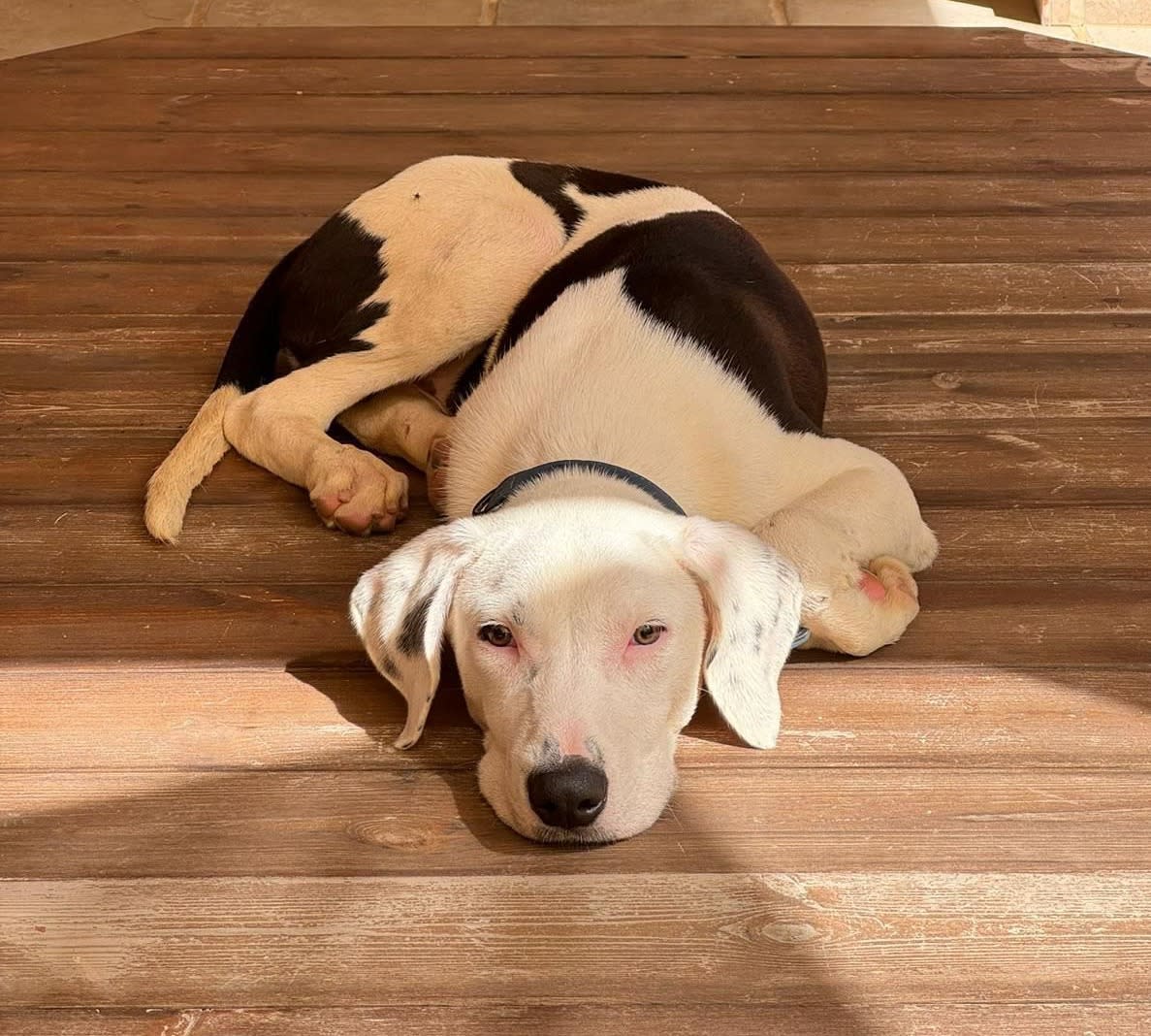 Bambino - PM2492 Bambino - PM2492