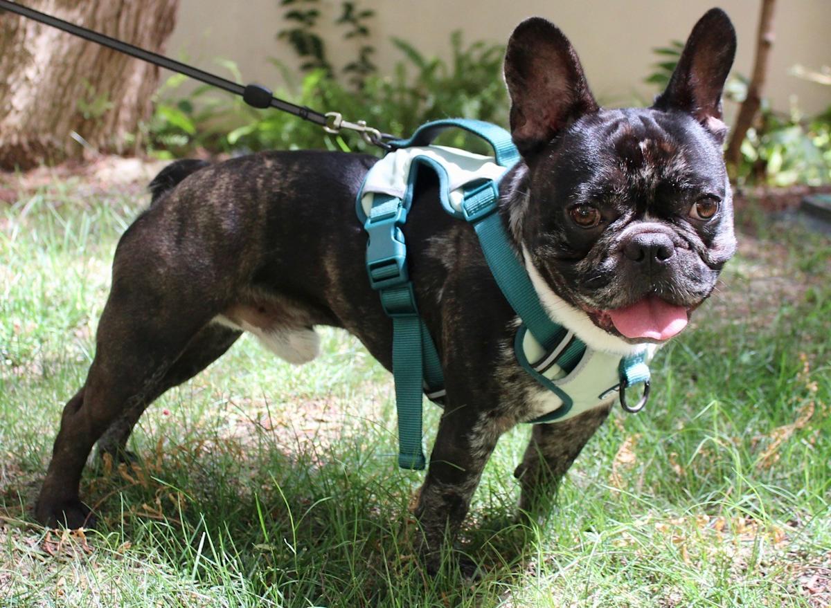 Vinnie  - YM2479 Vinnie  - YM2479