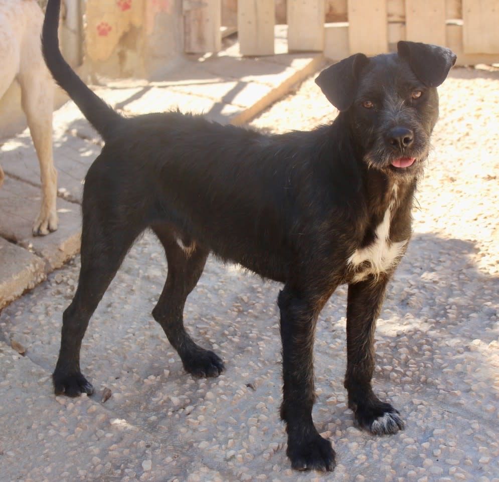 Pipo Negro  - YM2474PL Pipo Negro  - YM2474PL