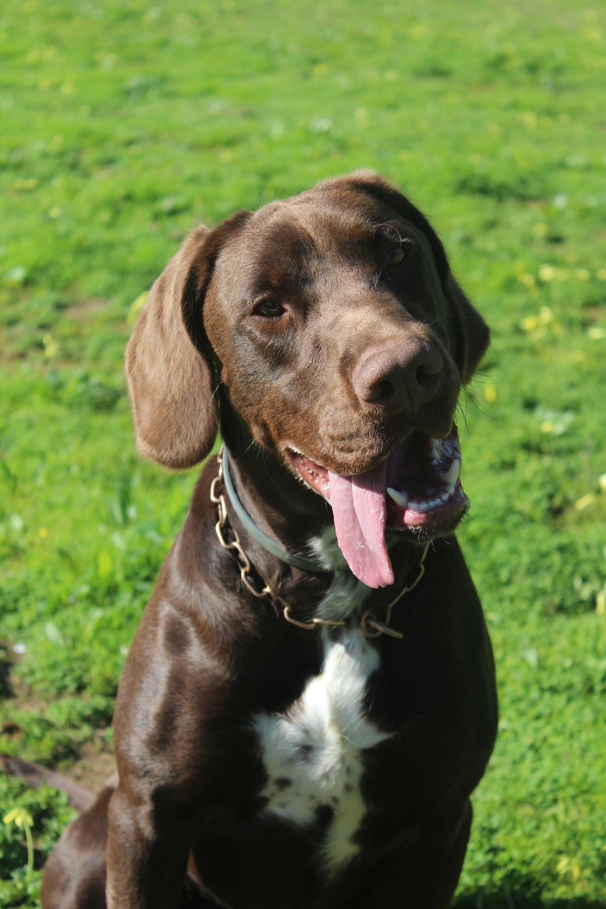 Bluey - YM26249 Bluey - YM26249