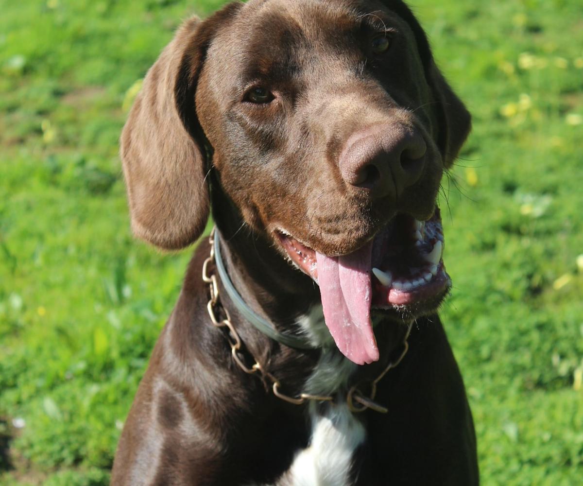 Bluey - YM26249 Bluey - YM26249