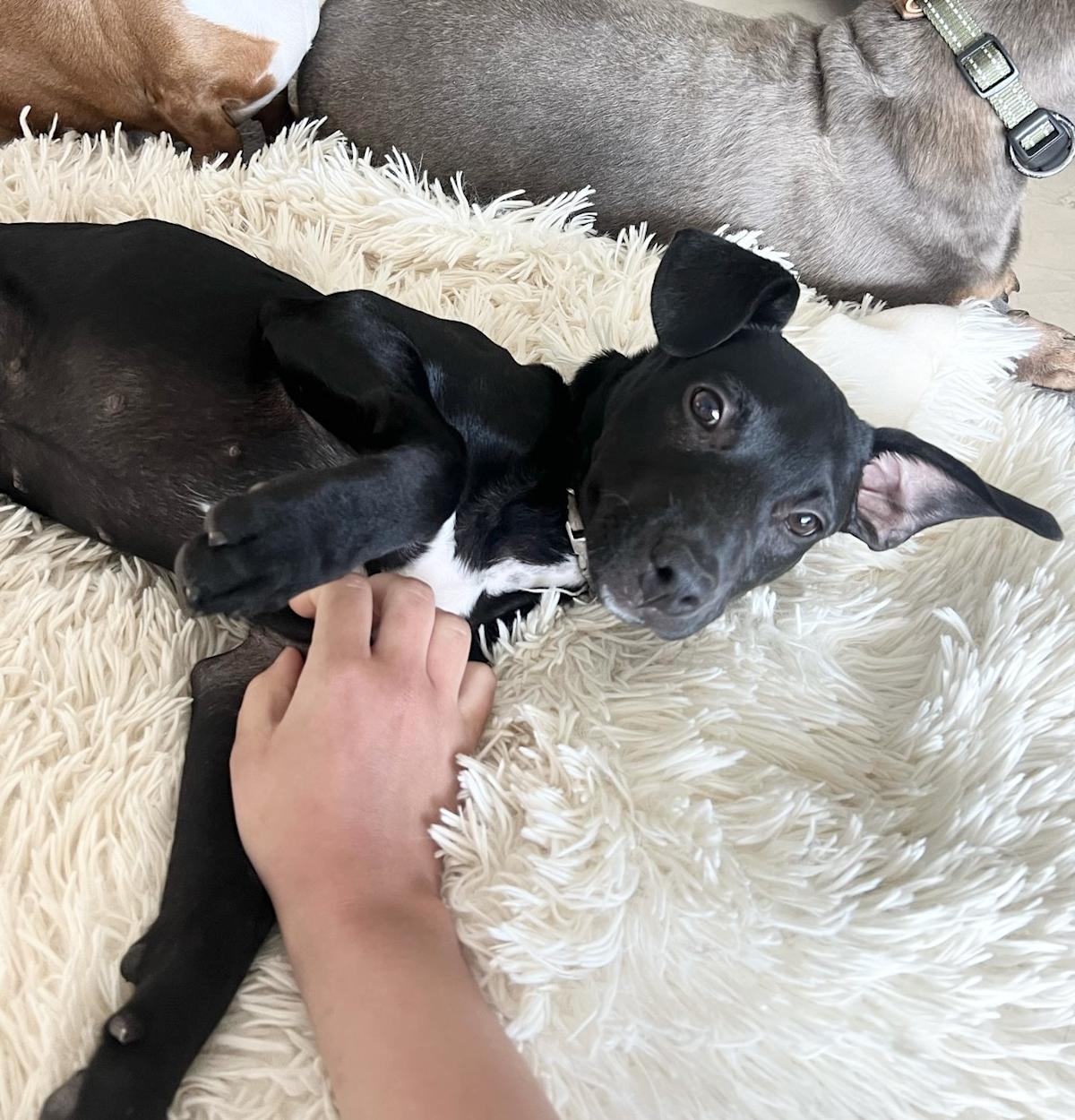 Jet - PF25120 Jet - PF25120