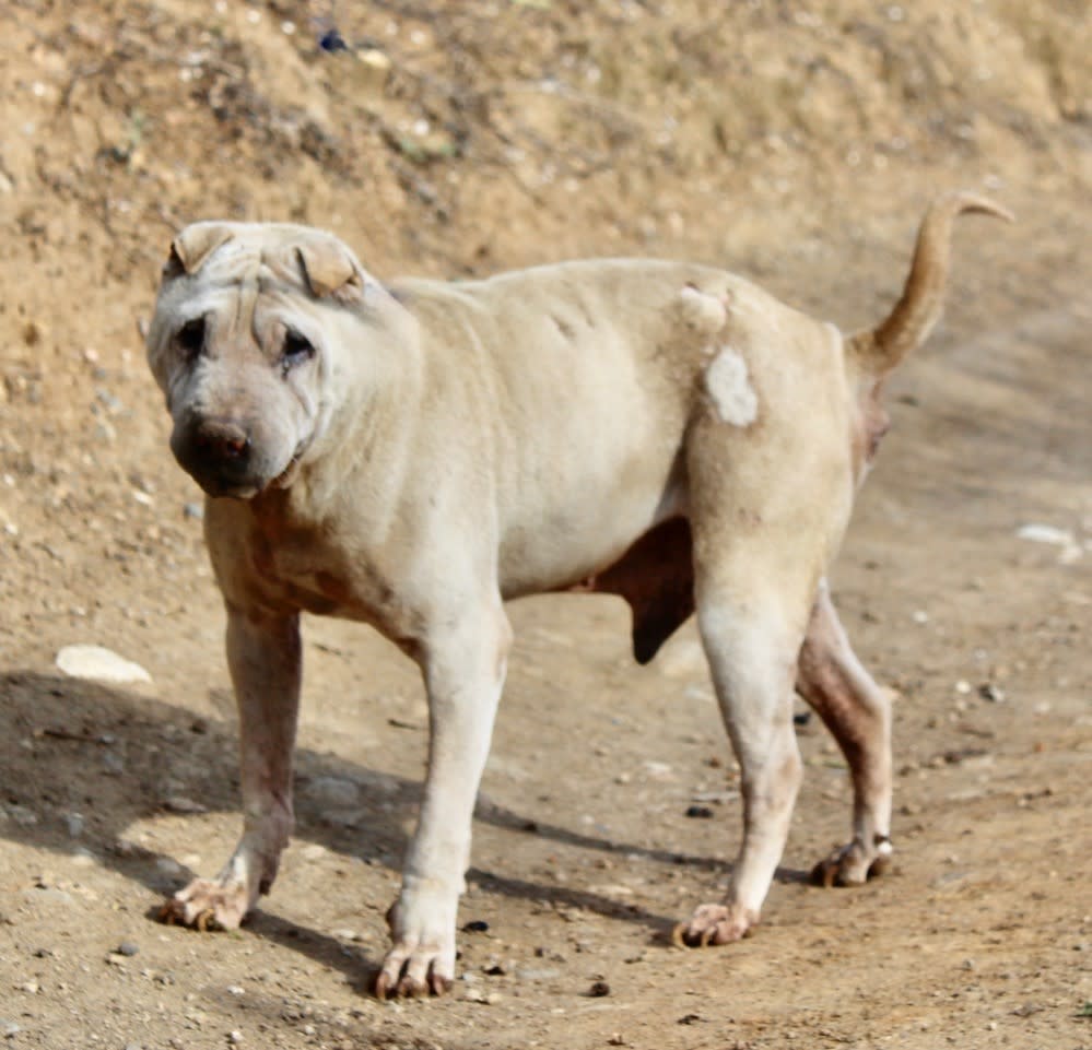 Ezra - AM2413SS Ezra - AM2413SS